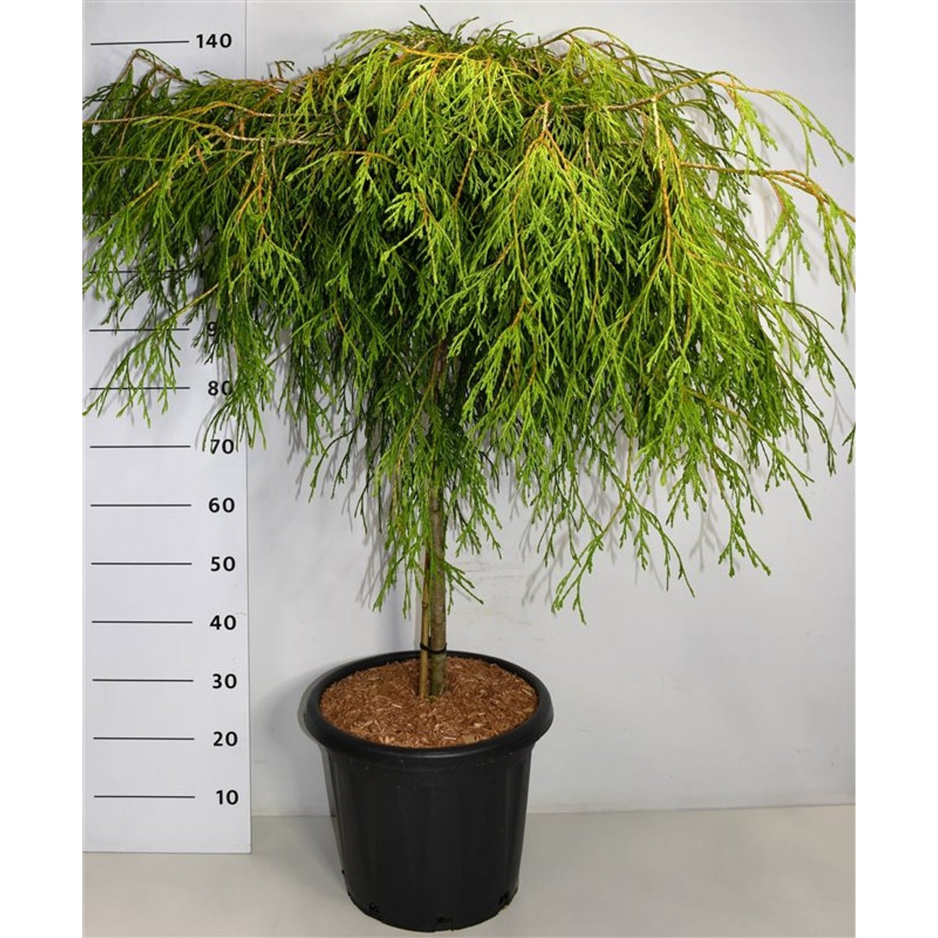 Thuja – Thuja plicata 'Kager's Beauty' - C25 90 cm. Stam